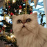 Vh5FhEPEwlw-channel-avatar-MorrisMeow