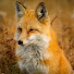 k77fEKOxFUA-channel-avatar-Redfox Arctic