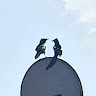 Автор