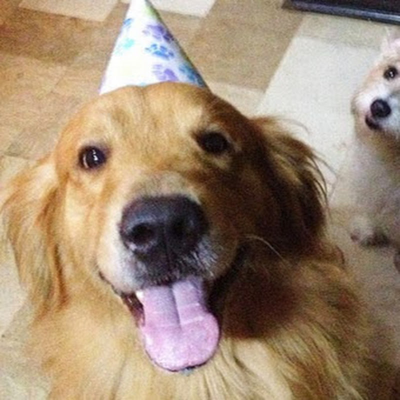 Whole Pet Kitchen: Pet Deli and Barkery