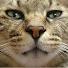 S-L80Ee6OtE-channel-avatar-Moto猫ちゃんねる