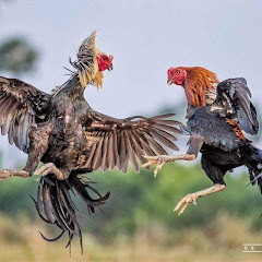 Thumbnail of related channel