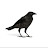 @lostcrow's avatar