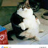 Vqya3fHBccw-channel-avatar-貓肉TV