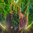 avatar of @skshahin104
