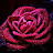@abidashagufta4845