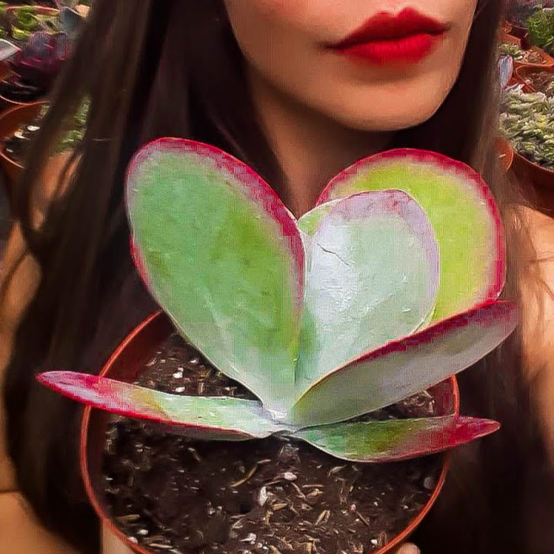 Channel Avatar