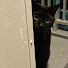 w1zvVhUSmEk-channel-avatar-Pusa (Kot)