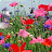 @wildflower5586