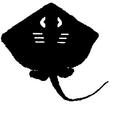 大森青べかカヌークラブaobeka canoe club