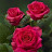 @boxfatma405 Avatar