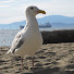 sd-dBnWBrj0-channel-avatar-Charlotte S