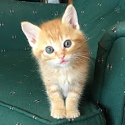 Orange Tabby Cat / Tsukune.