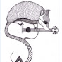 Shady Armadillo logo