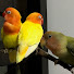 6R-BOZekL64-channel-avatar-Urban Animal Keeping