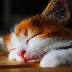 シャープペンシル
