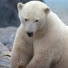 -VALfReJ_hw-channel-avatar-polar bear