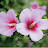 @mansoon_love4665