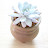 @healingsucculentplant7875