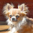 @Nedmyers Avatar