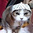 DbtU-sijamQ-channel-avatar-tora shiro