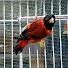 fWb9U3SncM0-channel-avatar-Paulo Mazzini