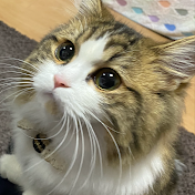 いなりチャンネル