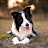 grace of angels home border collies