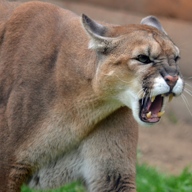 Cougarific