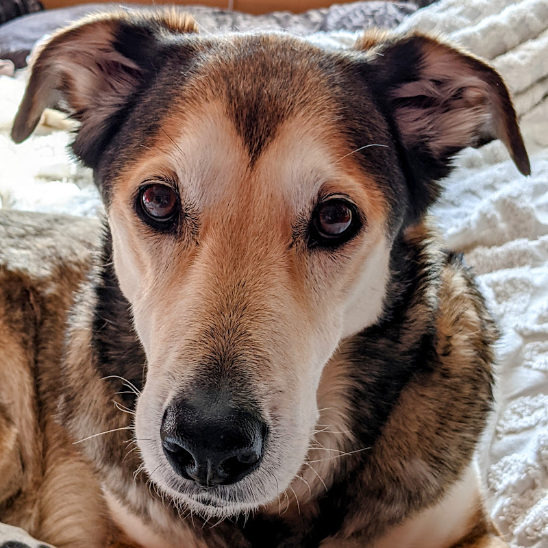 oldDog Coding