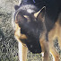 xaNolgXUwyw-channel-avatar-Kara a German Shepherd Adventure