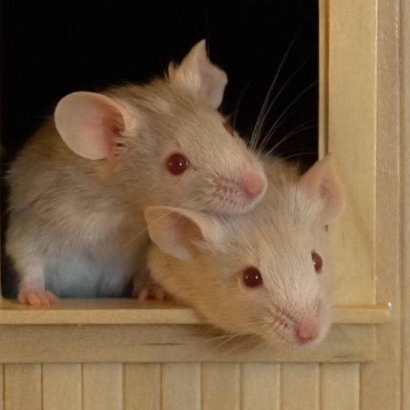 CreekValleyCritters icon
