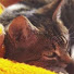 4w2_rrmMzpE-channel-avatar-Cutie Nala