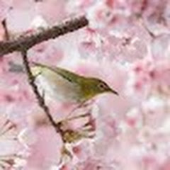 桜さくらこ