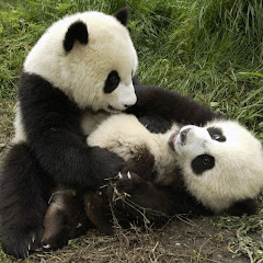 Animal Video