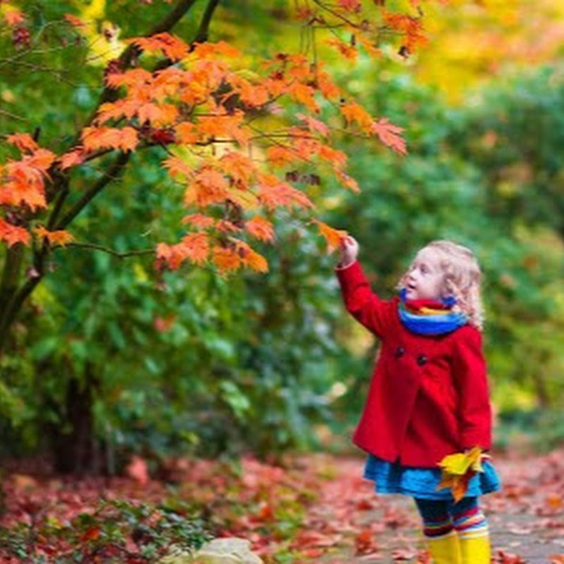 ابراج الفلكي رماح