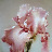 @azizgaom9159