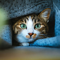 猫雨