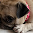 TKxmOEsd27Q-channel-avatar-Piggypuggy