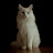 brianpark6254