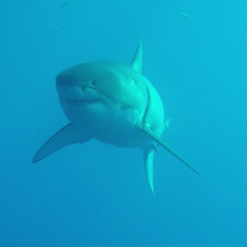 pascalshark