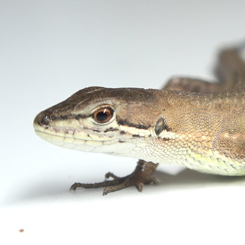 おーちゃんさんのいきもの日記のサムネイル