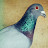@pigeonracing6406