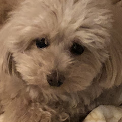 よし