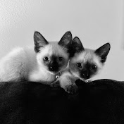 Maggie & Annie - Siamese Kitties