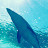 @gear_dolphin
