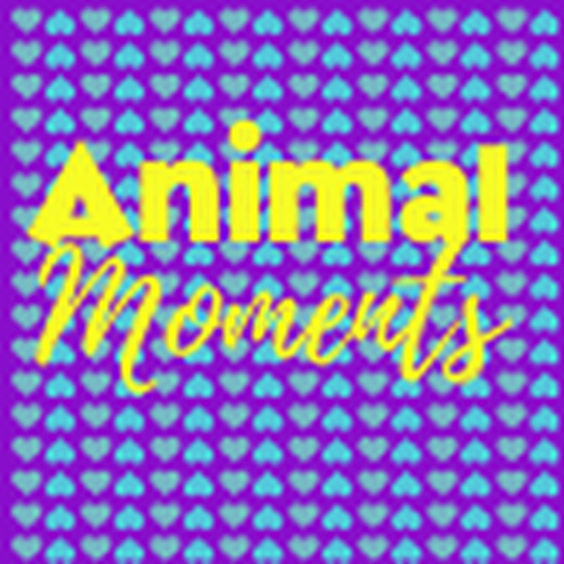 Animal Moments