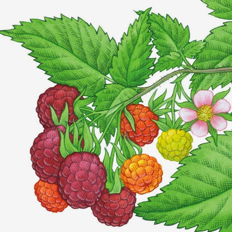 Raspberry Garden