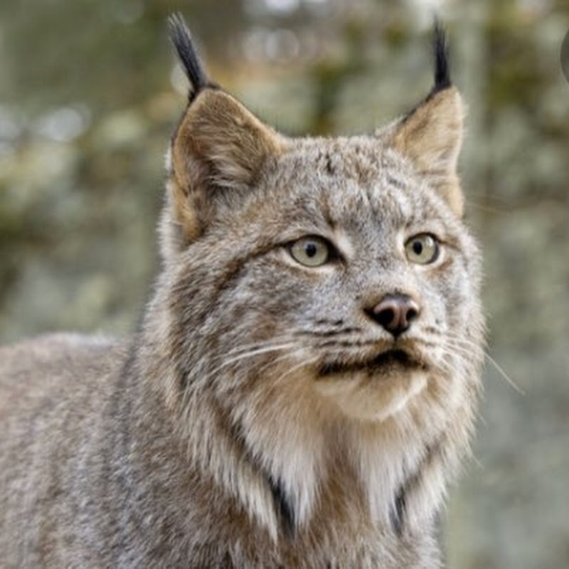 Star Lynx