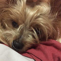 会長ちゃんねるアイコン画像